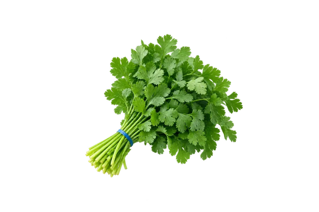 Cilantro /ea
